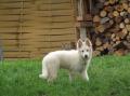 Iwell - berger blanc suisse