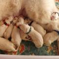 les bébés au jour 1