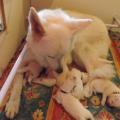 Gabbana s'occupe bien de ses bébés de 1 semaine