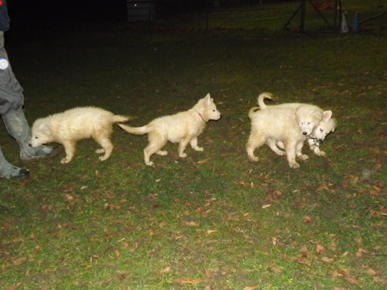Heven, Heiko, H'Alaska, Highland