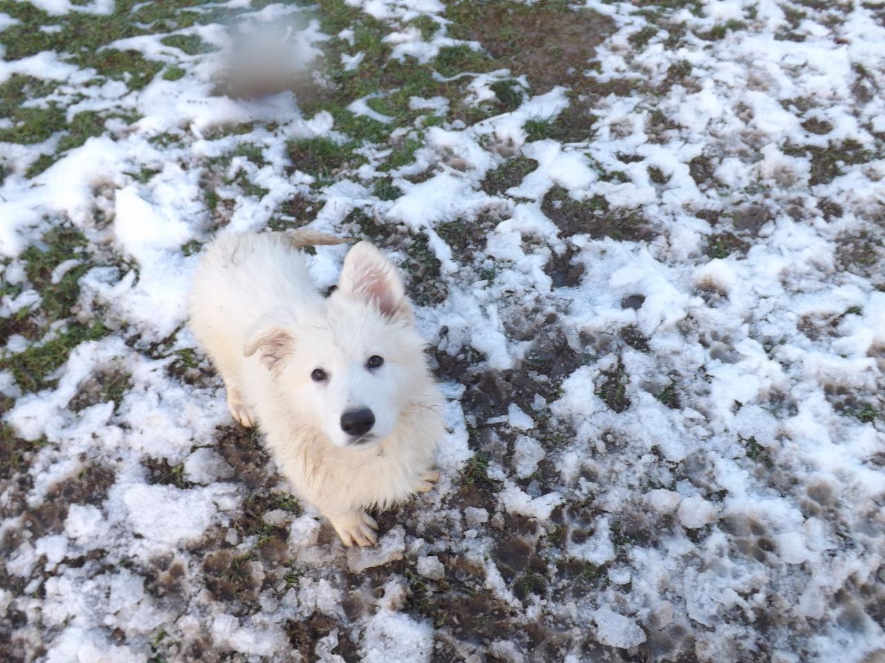 Heven et H'Alaska profite des derniers flocons de neige