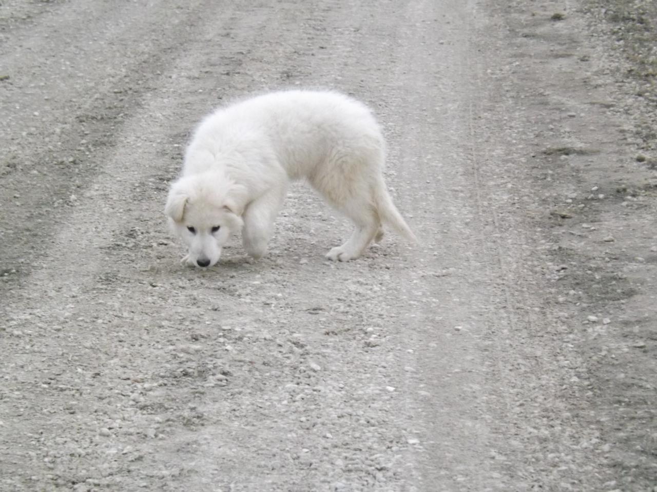 H'alaska à rejoint sa nouvelle famille