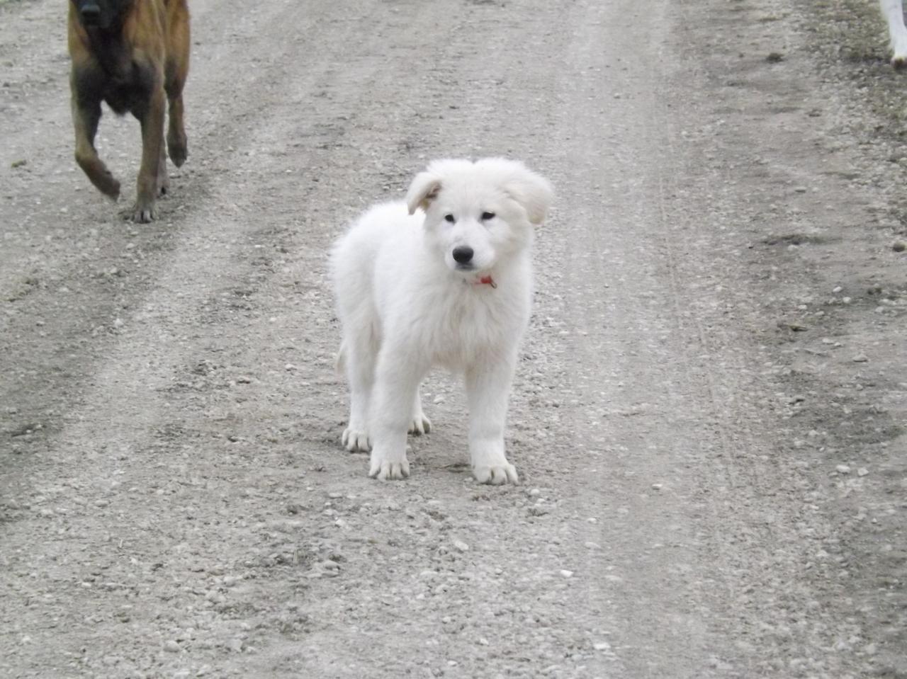 H'Alaska