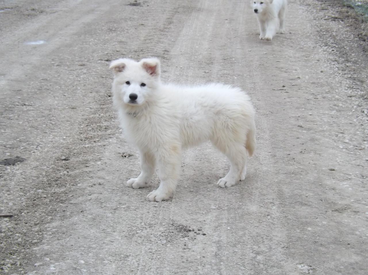 Heven Of Shepherd's Paw