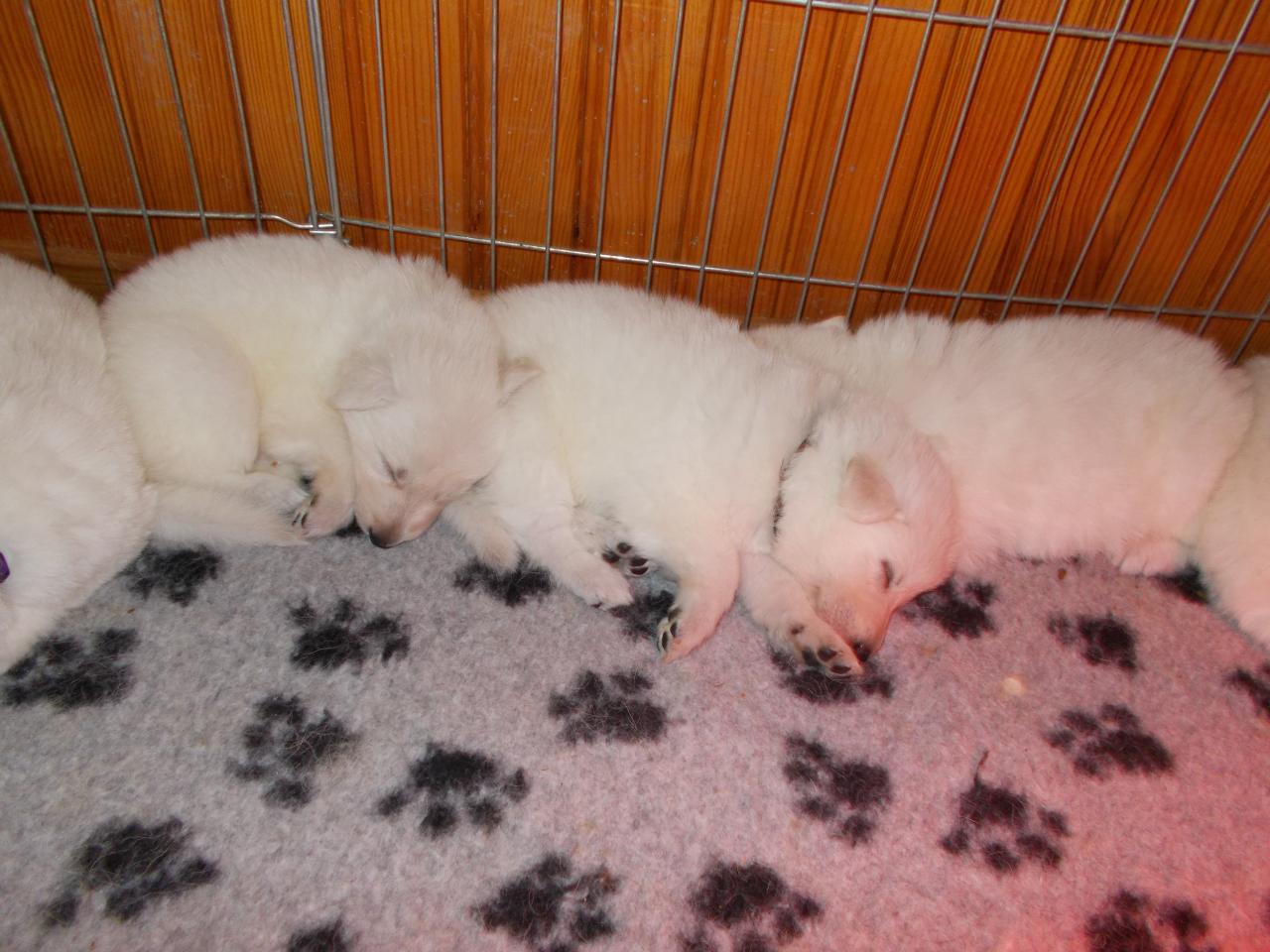 4 semaines pour les BabyDols