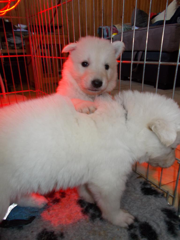 touché , c'est toi le chiot