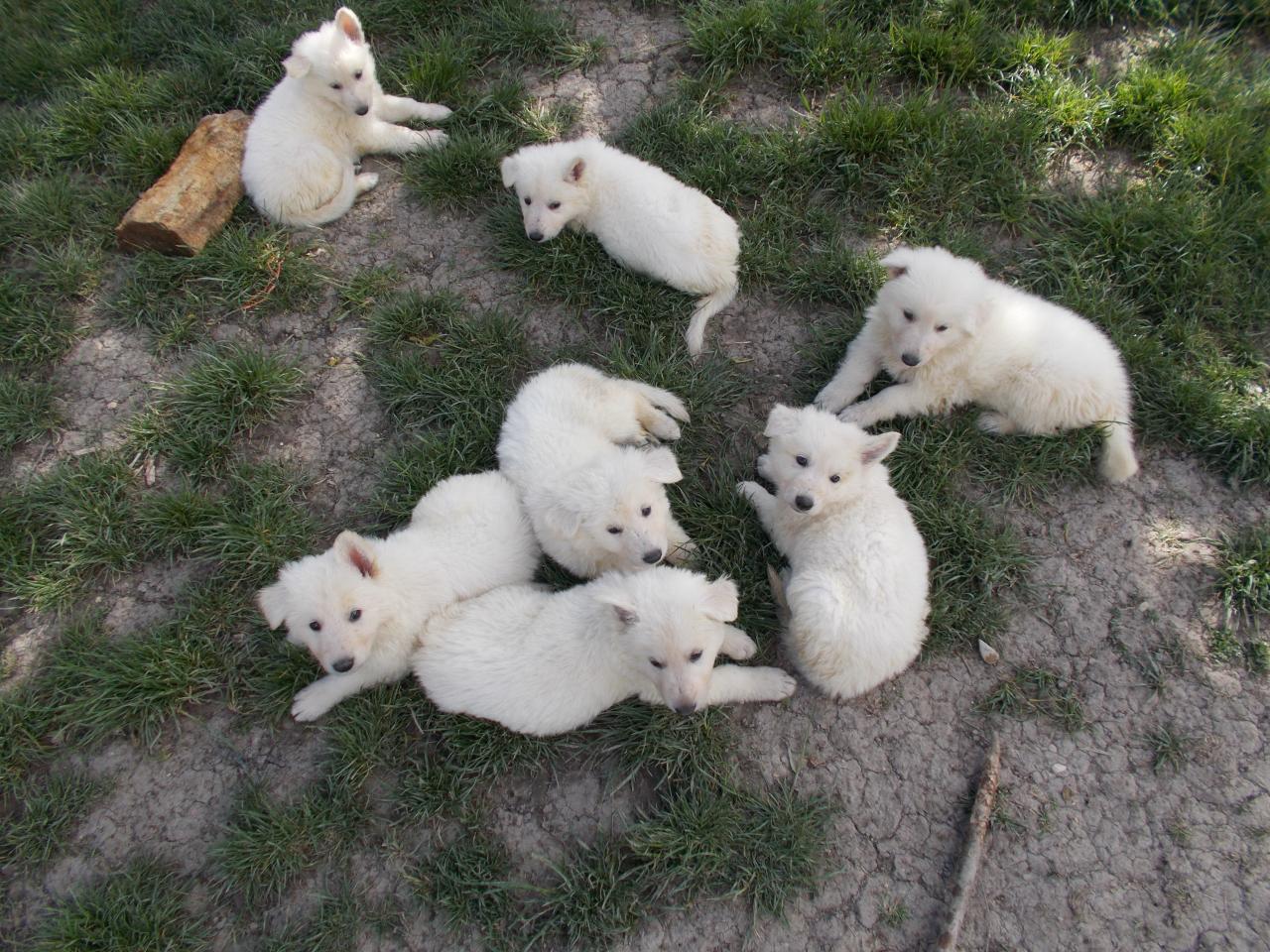 groupir