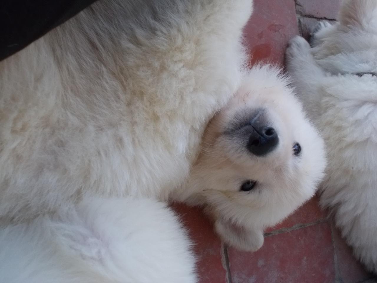 coucou