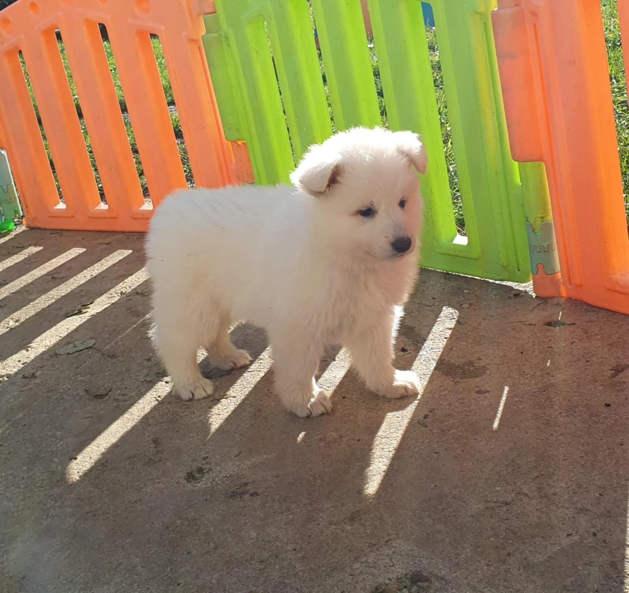 6 semaines , une vidéo dispo en lien en haut de page