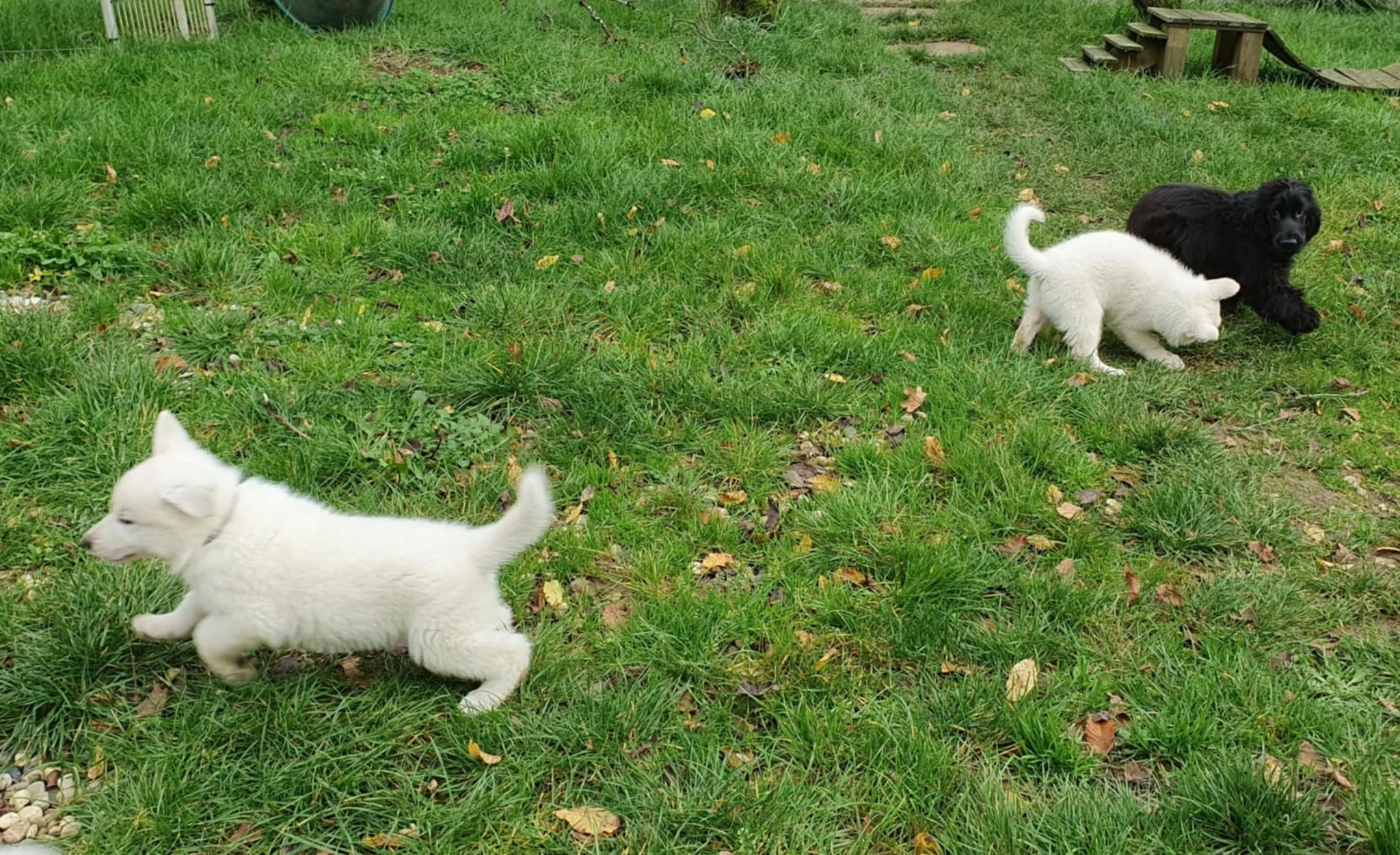 jeux avec la cocker Aquali
