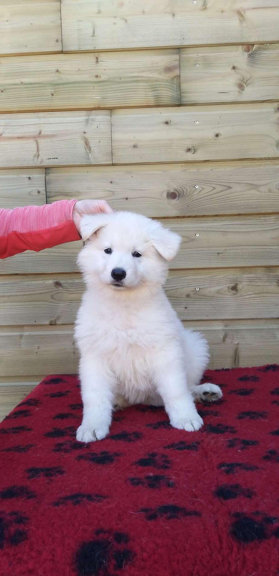 Pixelle