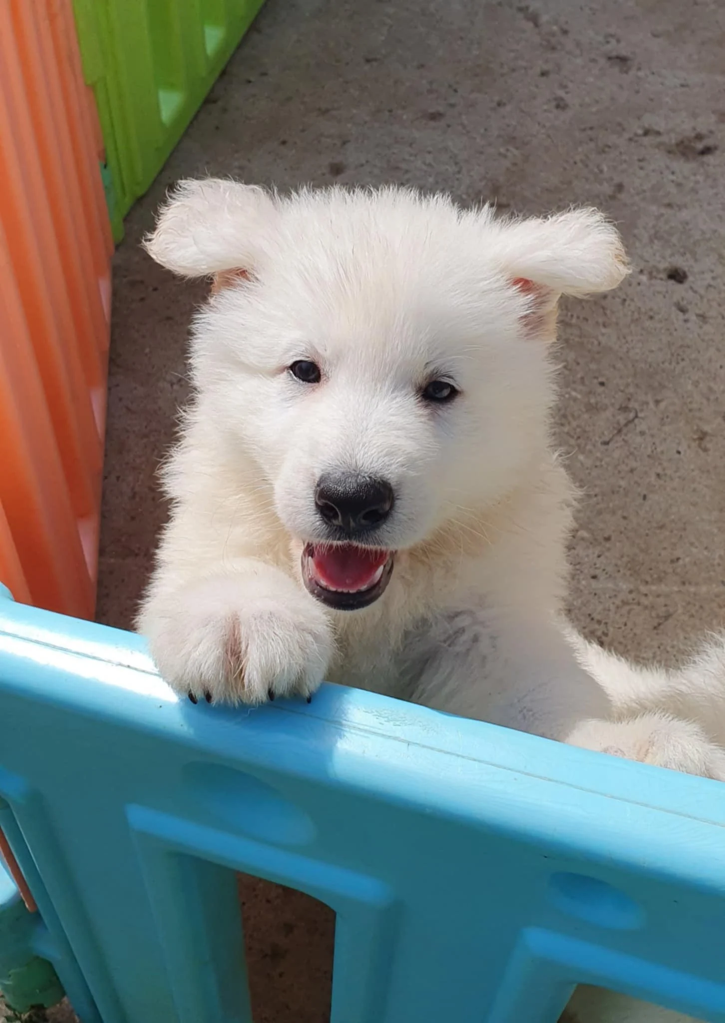 coucou toi