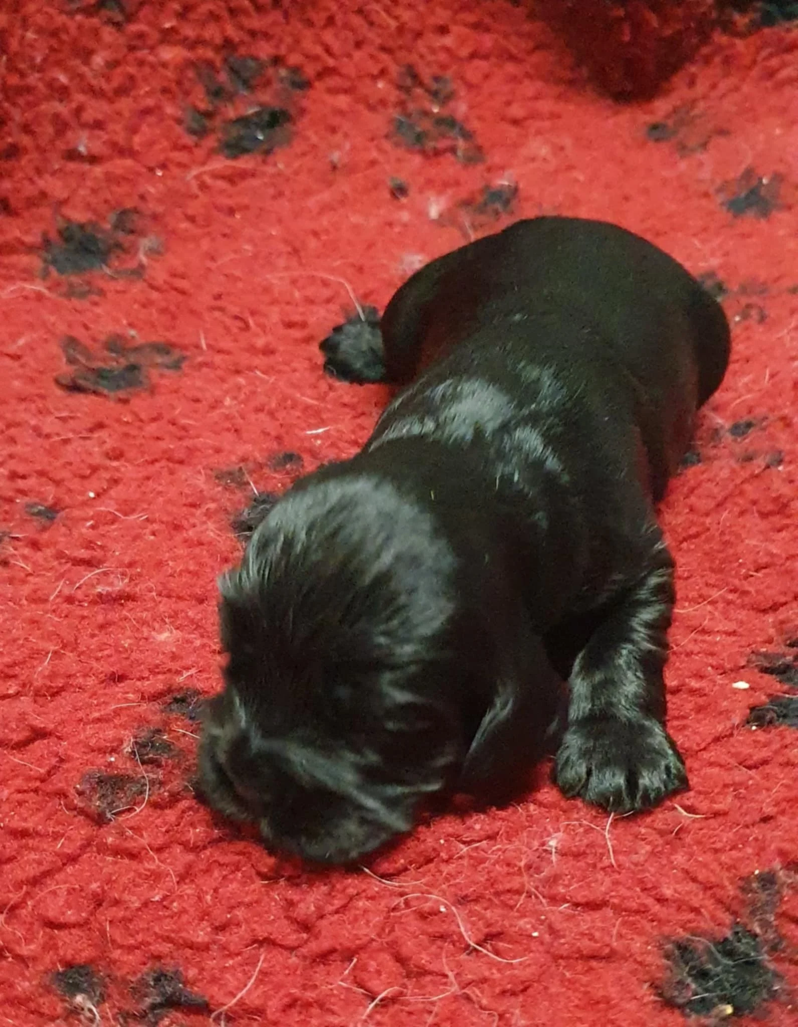 femelle noir