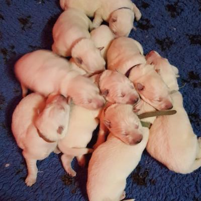 5 jours les petits loups ❤