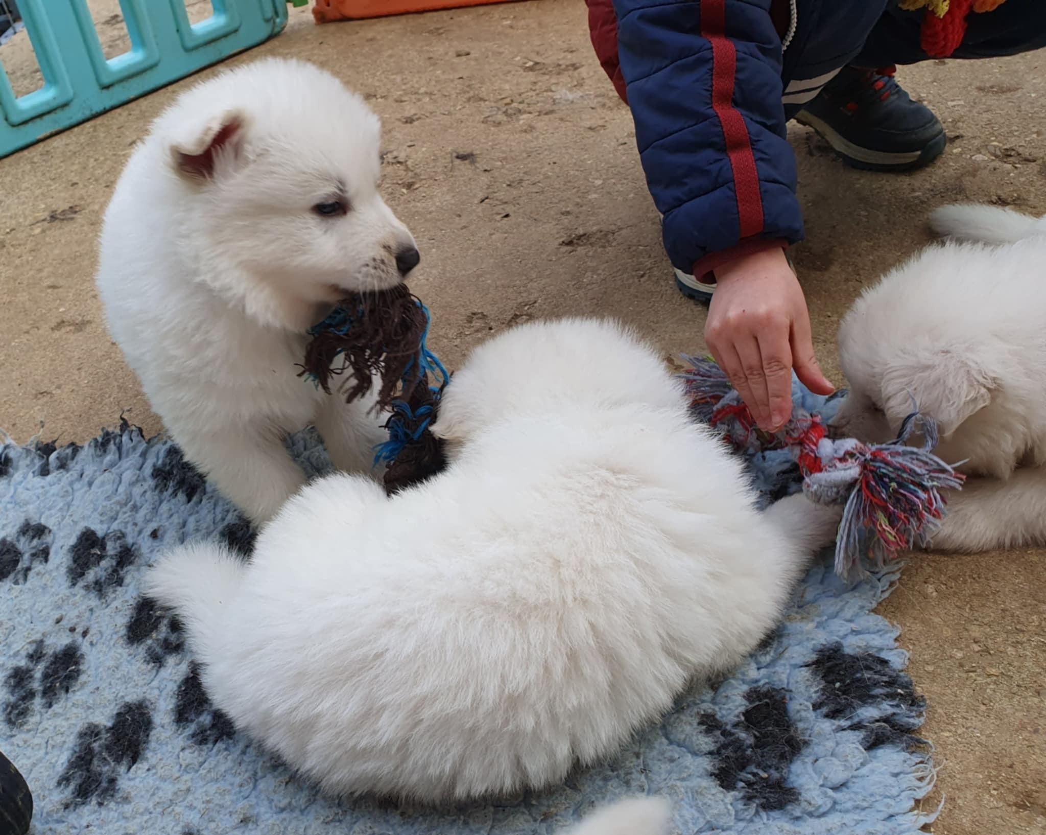 le petit fait la distribution des joujou