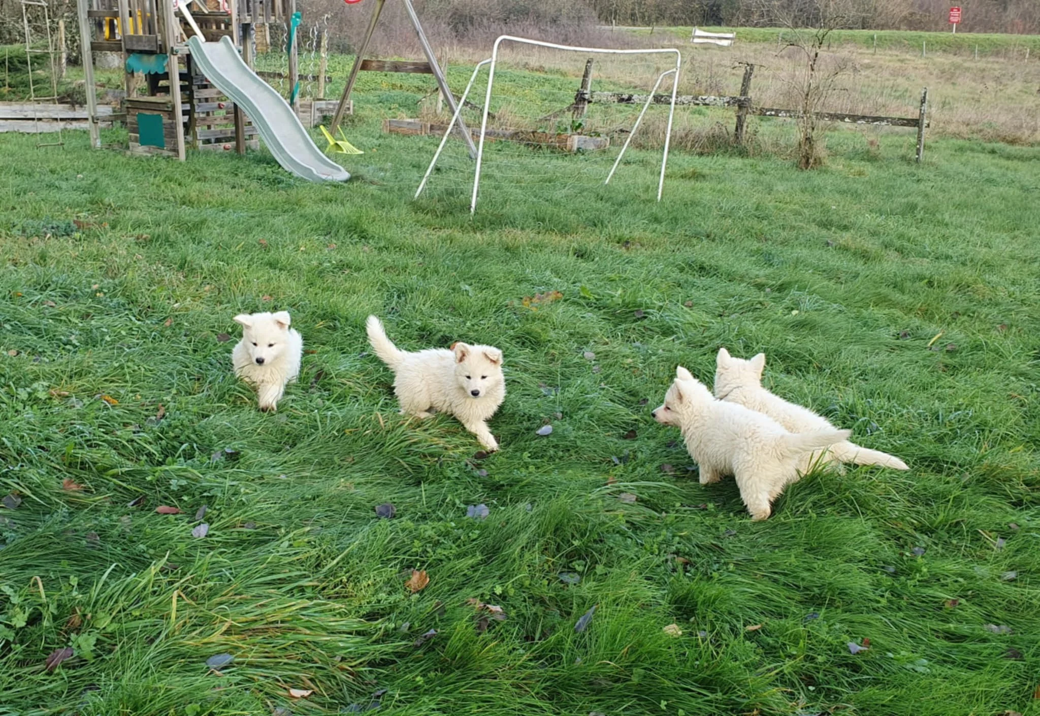 7.5 semaines -> 1 vidéo dispo en lien en haut de page