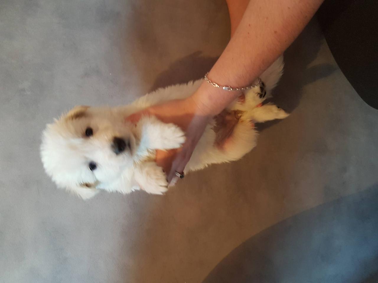 femelle blanc - 1 mois