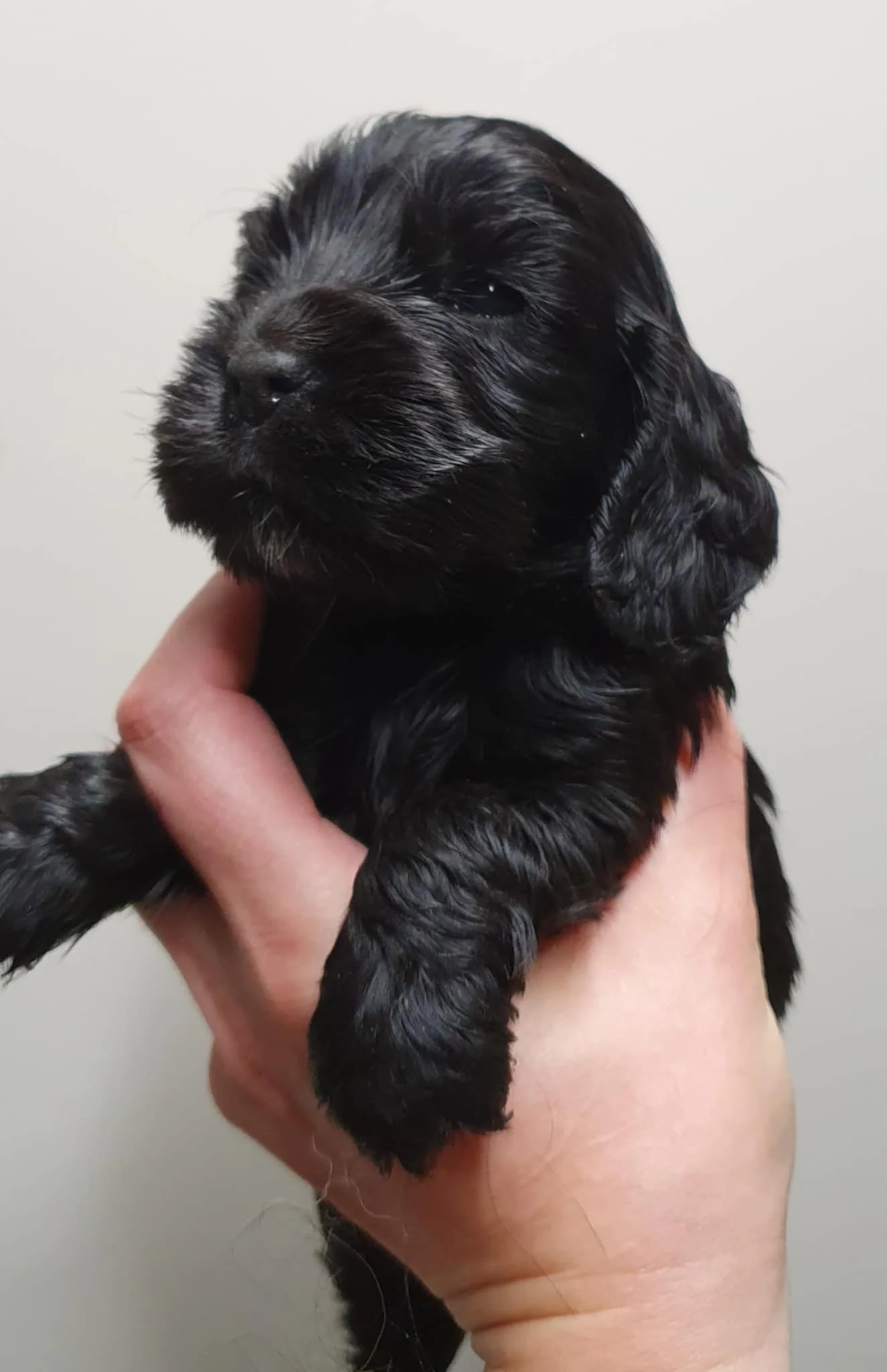 Femelle noir 