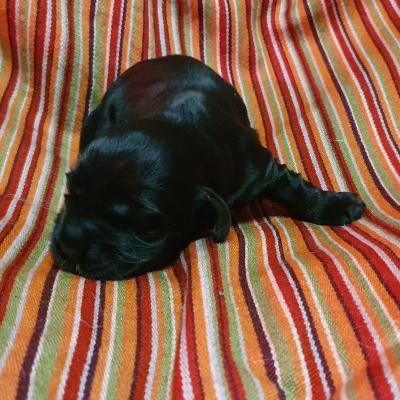 Femelle noir