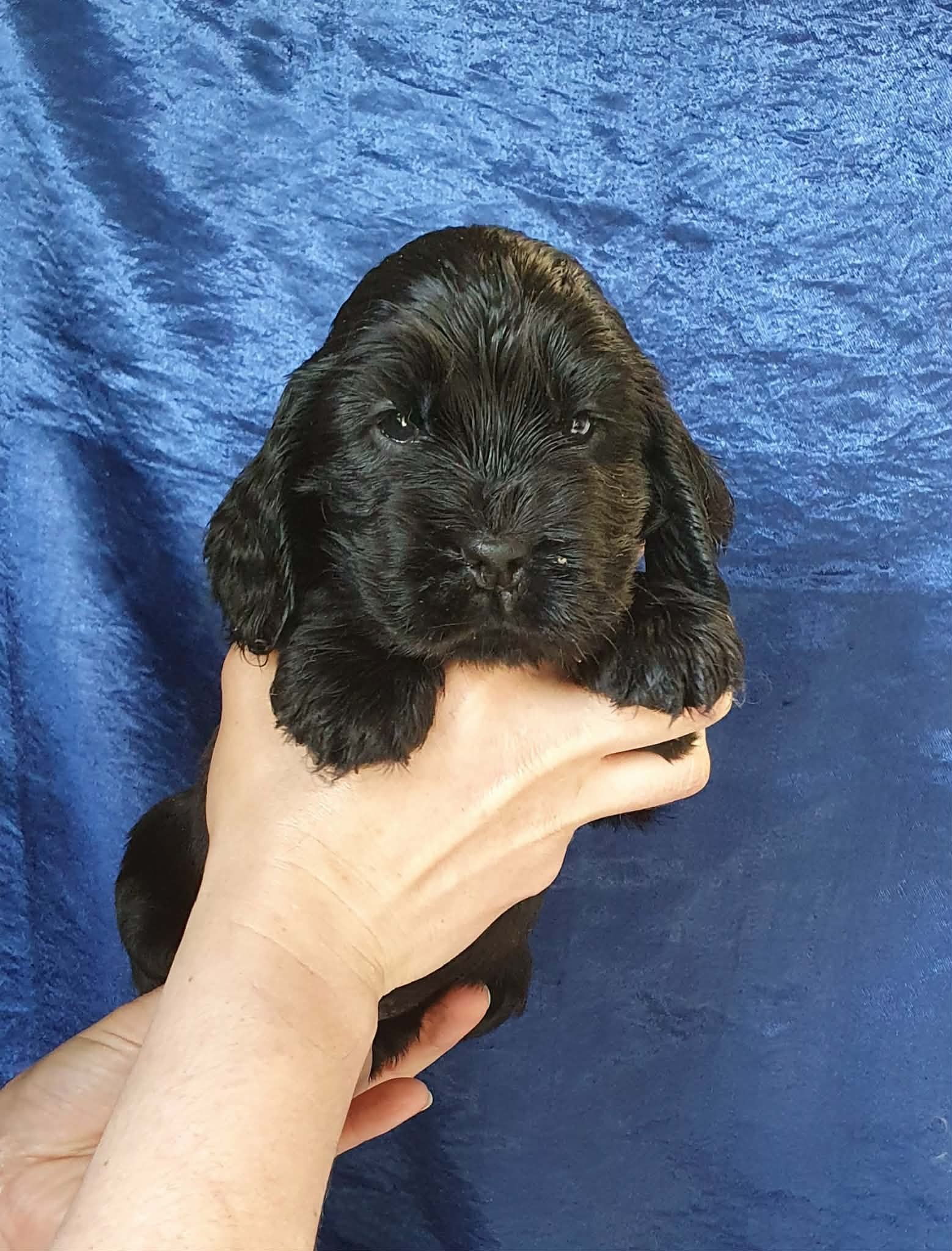 Femelle noir 