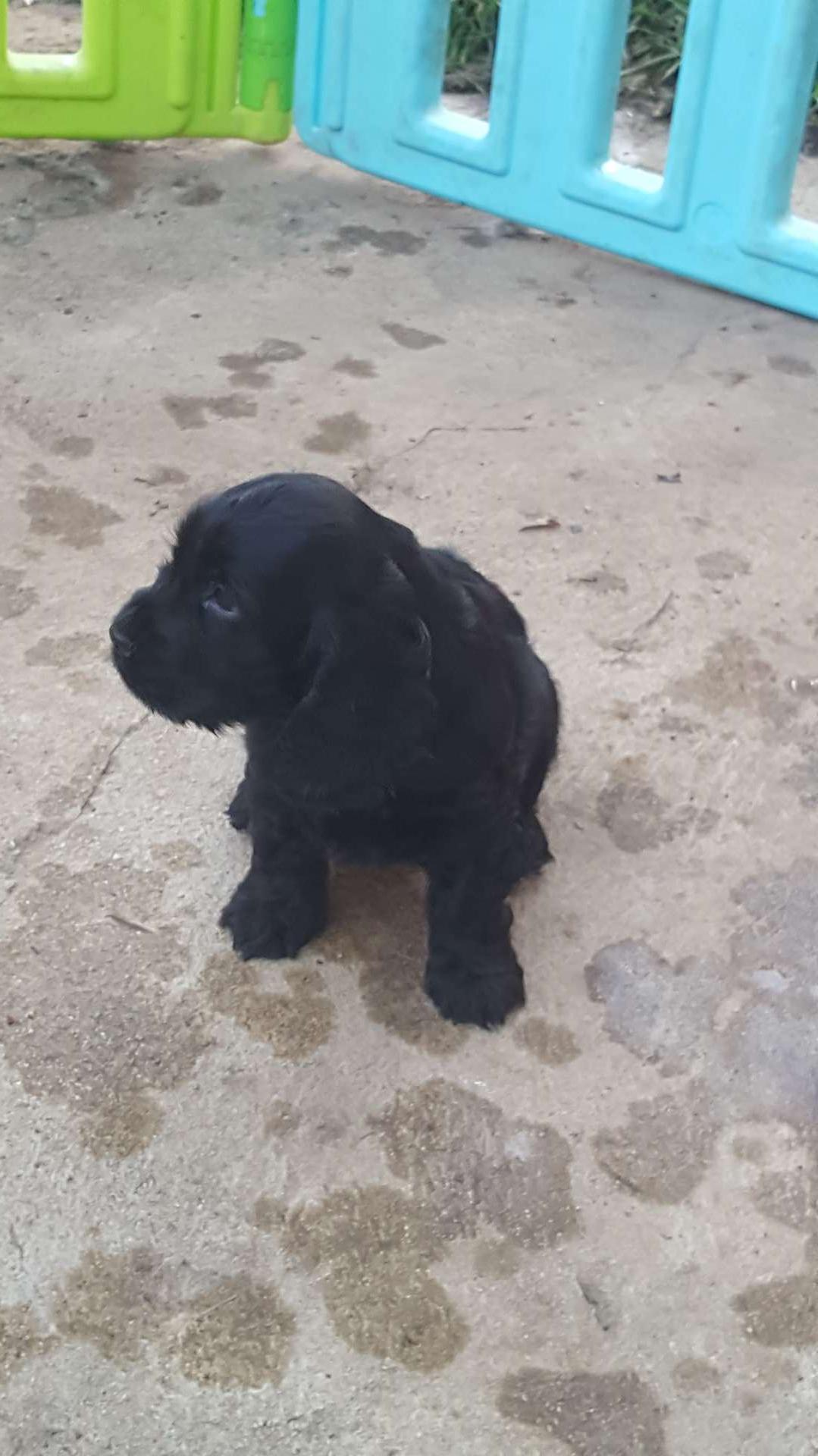 femelle noir à réserver