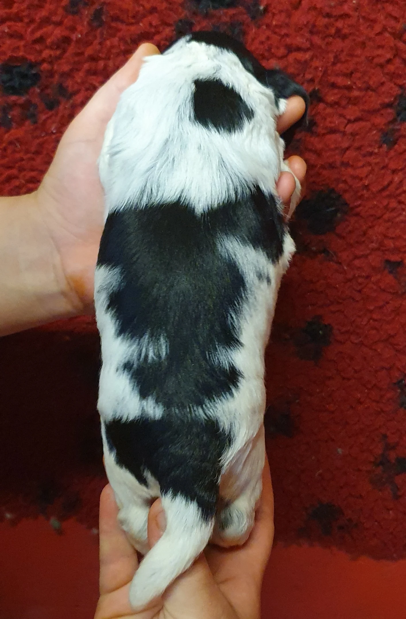 Femelle noir et blanc 