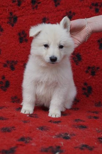 Nikita