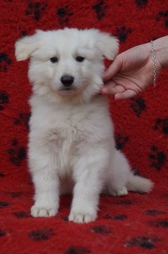Mishka