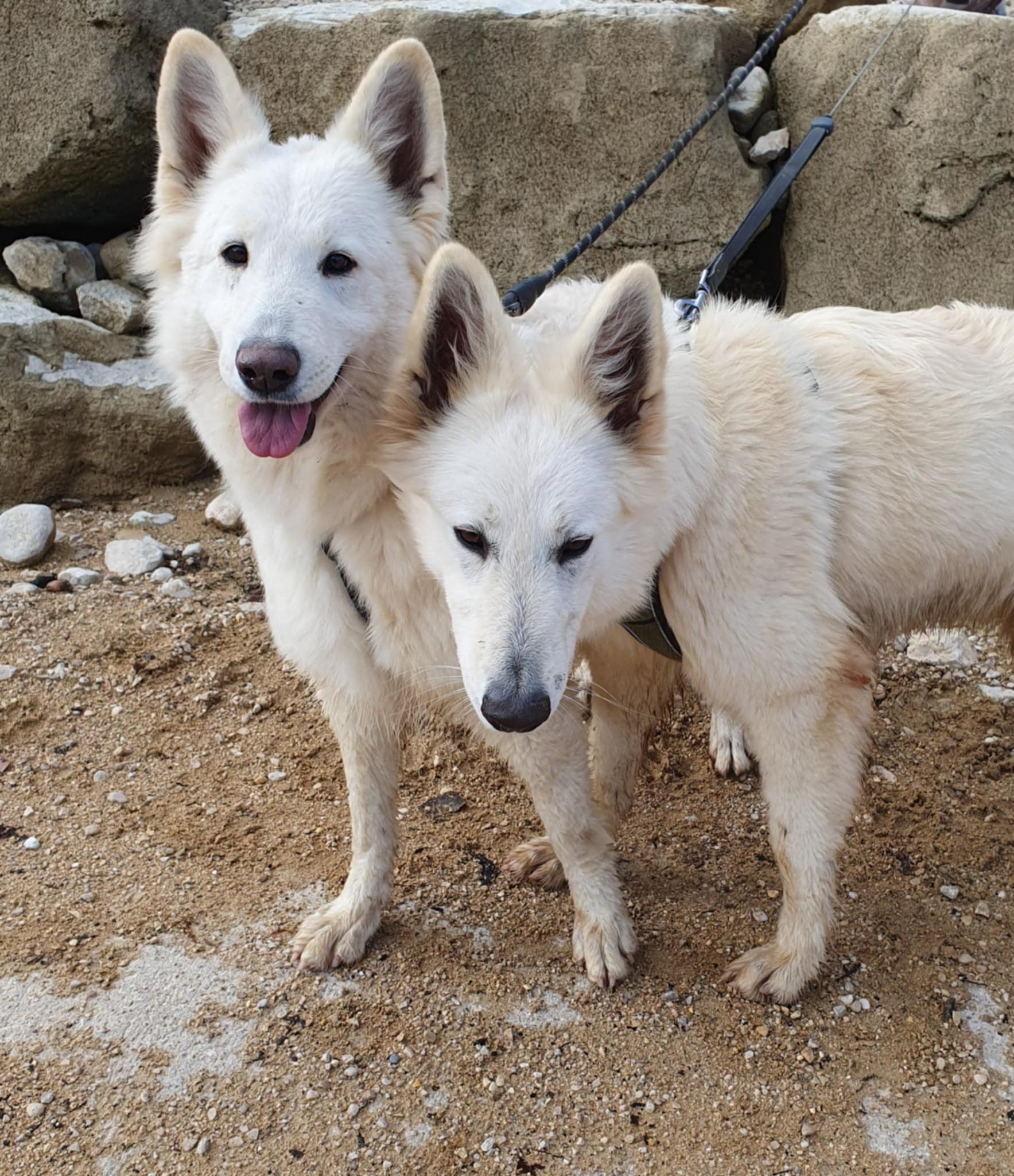 Girly et Ariel en balade 
