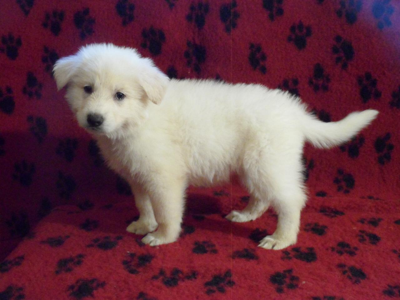 Helfy Of Shepherd's Paw