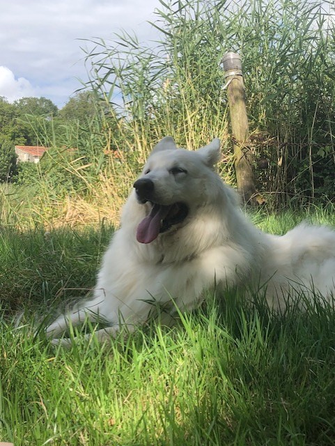 Heiko, bientot 12 ans septembre24, dolce x gordy