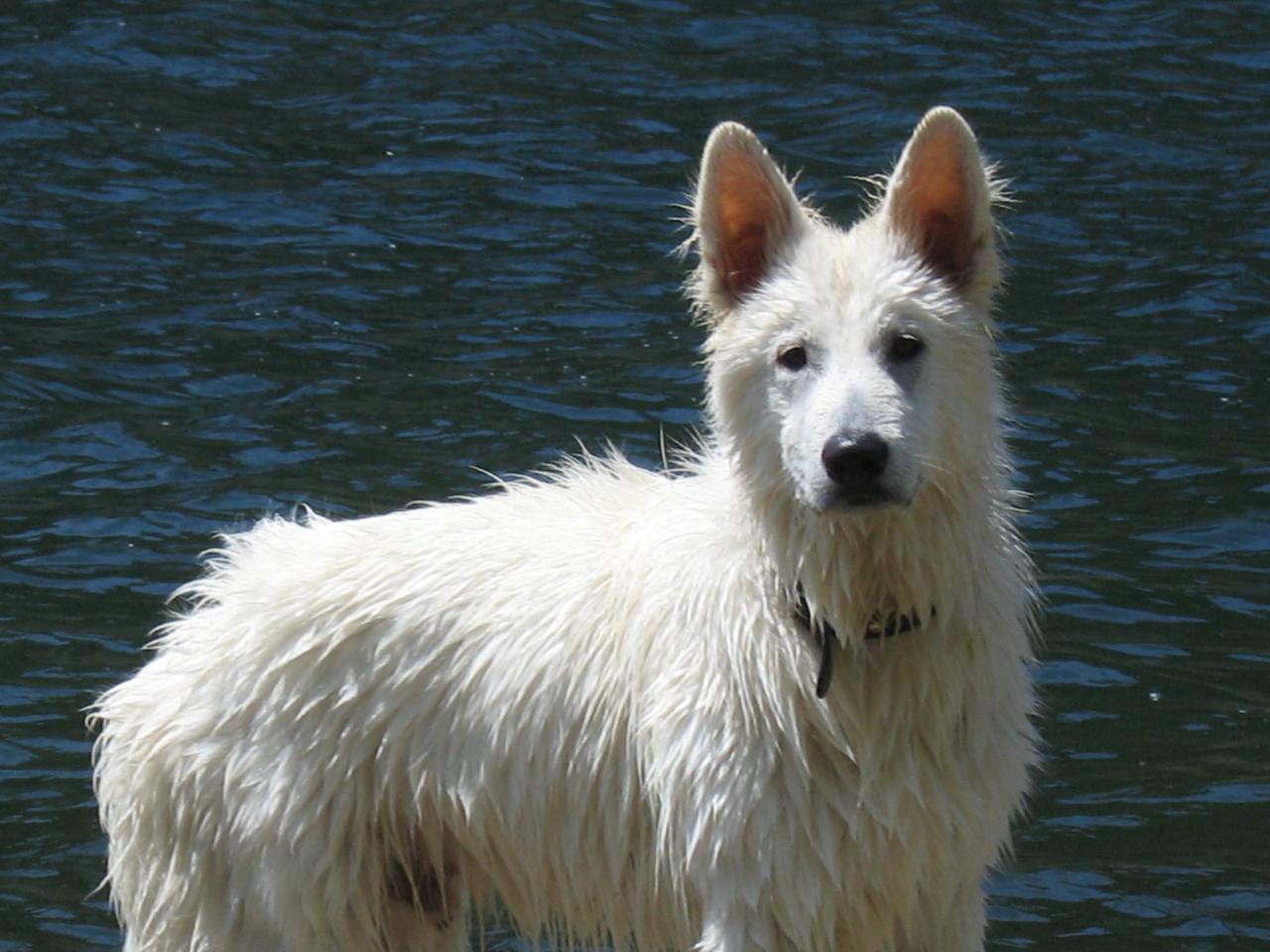 Hijo 