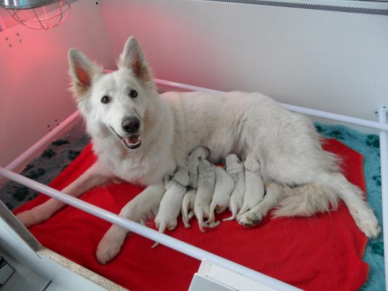 la maman et ces bébés de quelques heurs - 1er jour