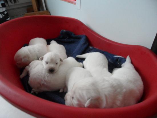 les 6chiot 10jours