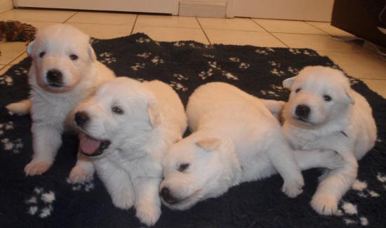 les 4 mecs - 17jours