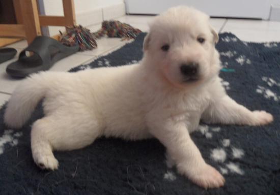 Chiot male - prend la pose ^^