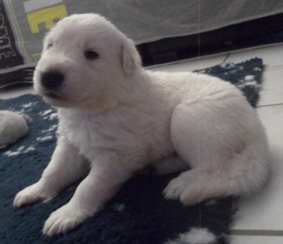 Chiot male - 13juin