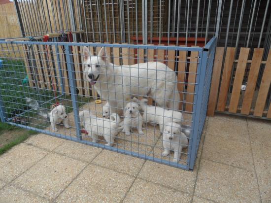 parc+box réaménager pour être adapté aux chiots - 4semaines