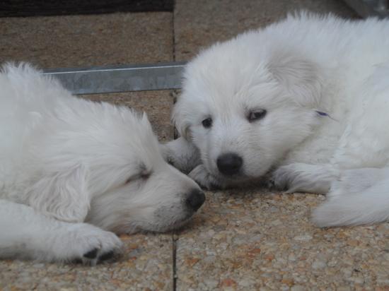 sieste - 4semaines