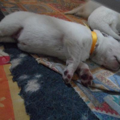 male jaune - 6jours