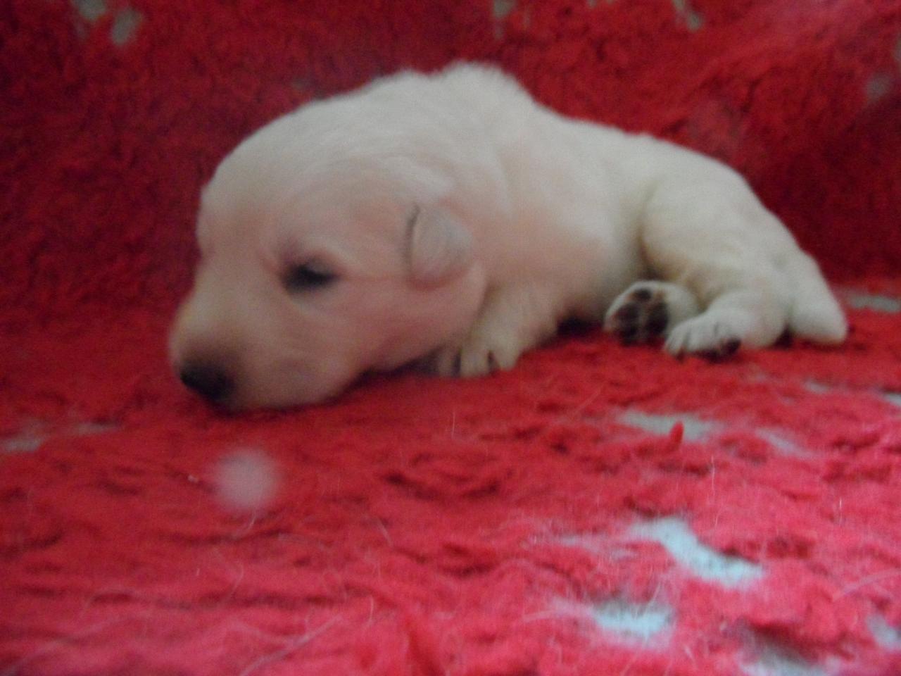 male jaune - 16jours