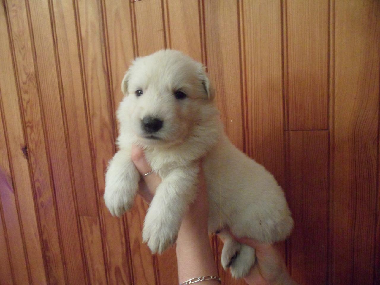 male jaune - 23jours