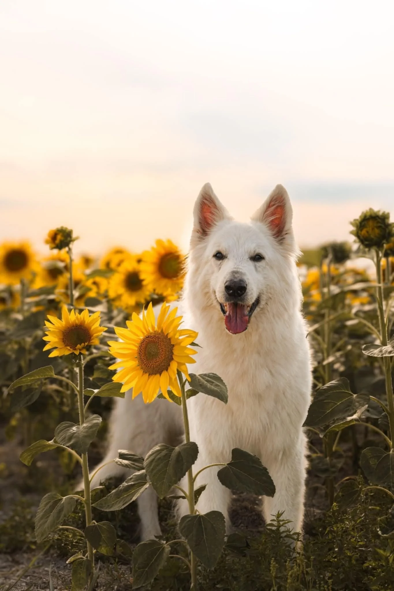 Jazz 11ans, aout25, flora x joyner