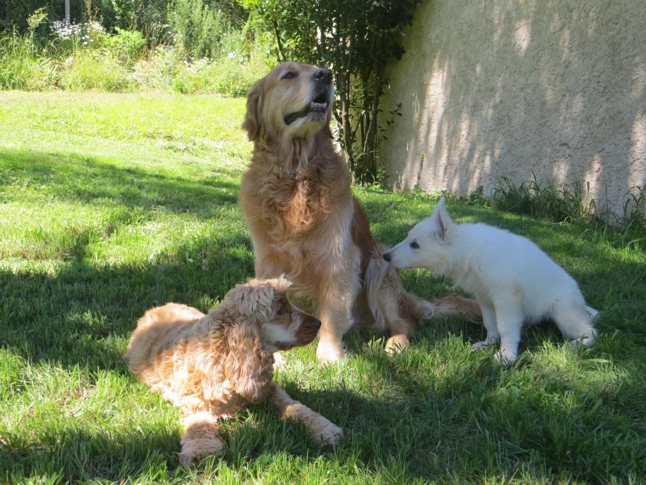 Jazz et ses nouveaux copains