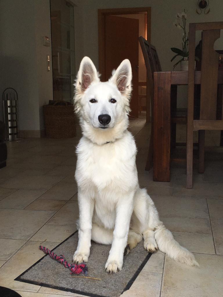 Lumi oct 15 (isatis x strider) (9)