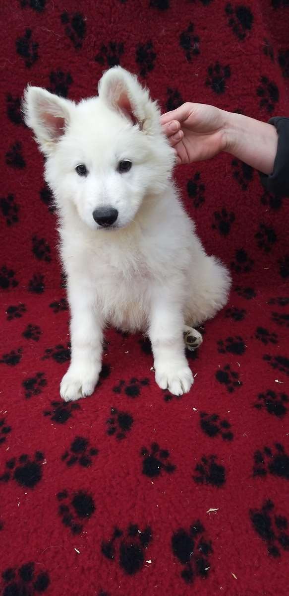 Rex