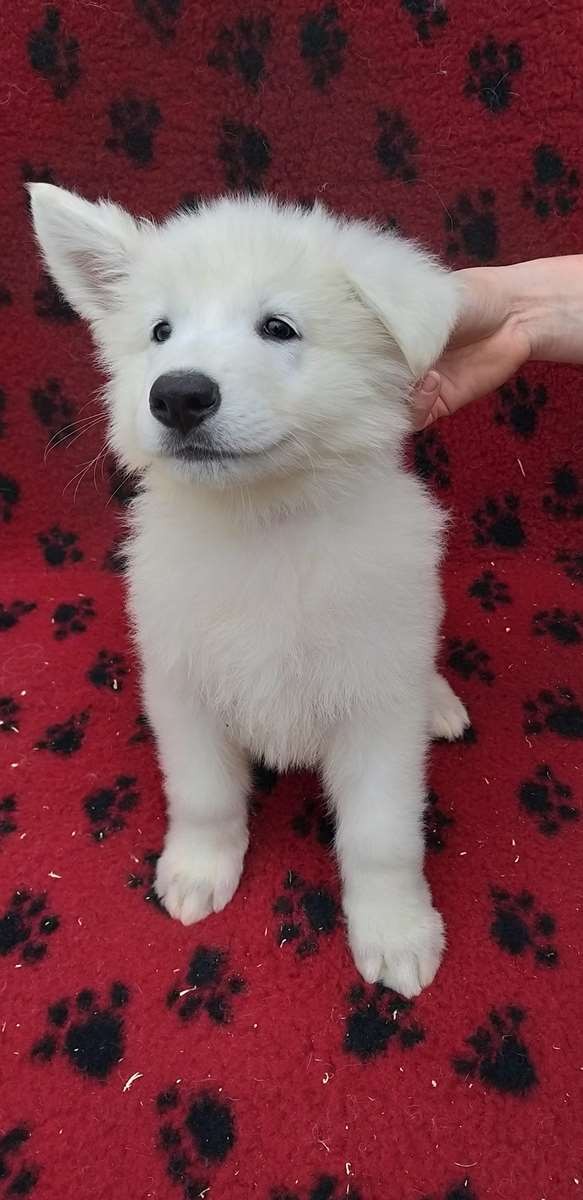 Ruby