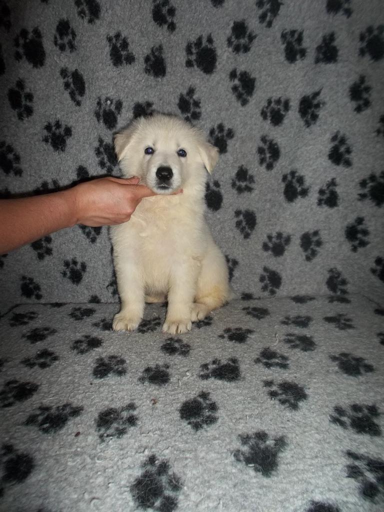 male bleu - 6 semaines