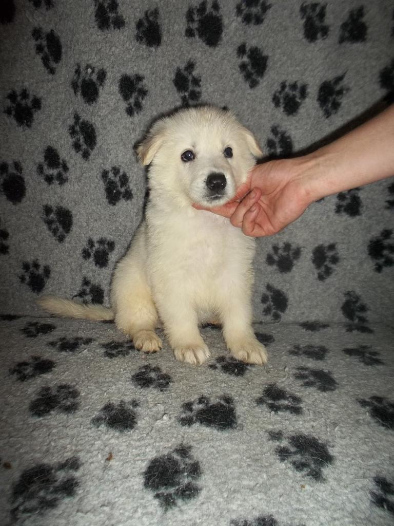 male marron - 6 semaines