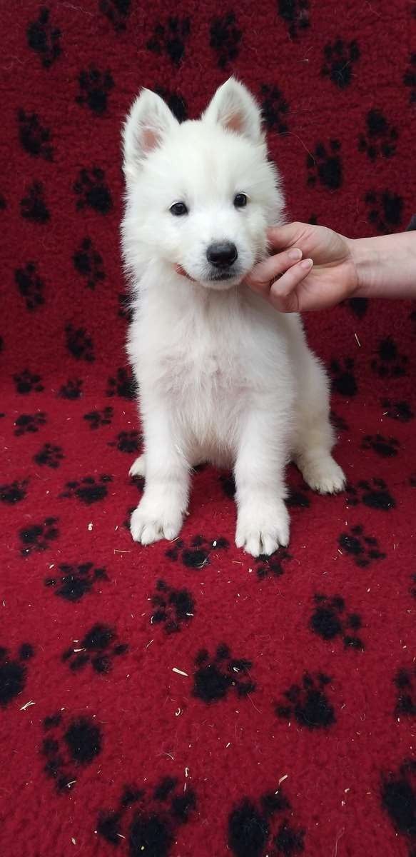 R'Lykos